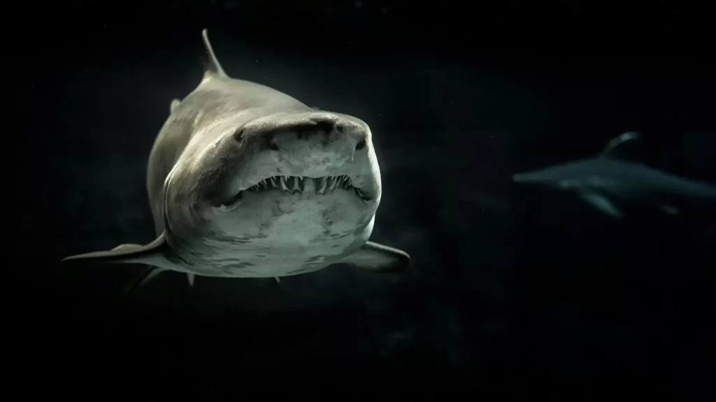 ¿Es agresivo el tiburón blanco?

