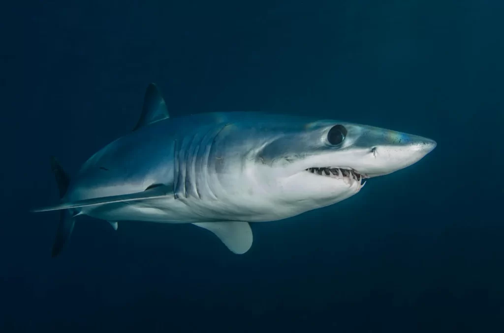 ¿Es agresivo el Tiburón Mako?