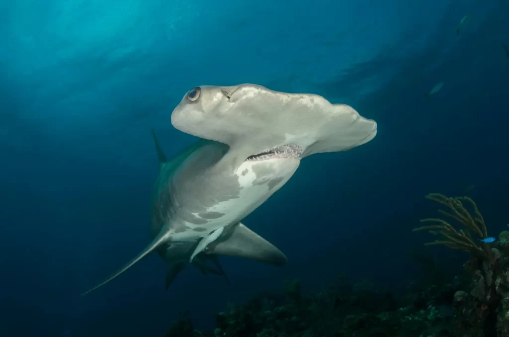 ¿Es agresivo el tiburón martillo?