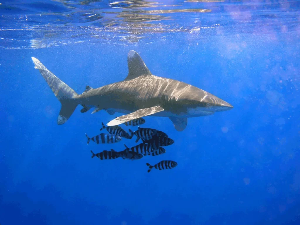 ¿Es agresivo el tiburón oceánico?