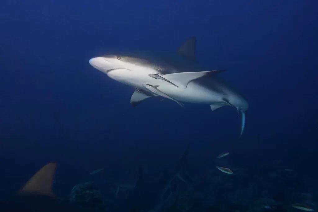 ¿Es agresivo el tiburón Sarda?, Tiburon Lamia