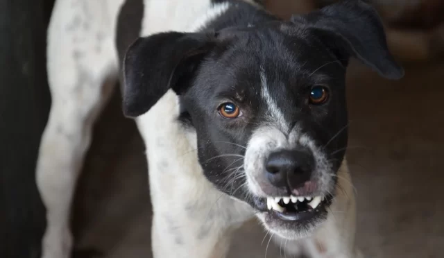 ¿Cuáles son las razas de perros más agresivas del mundo?
